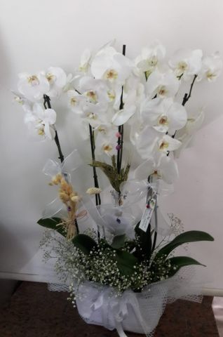 3 ad. orkide