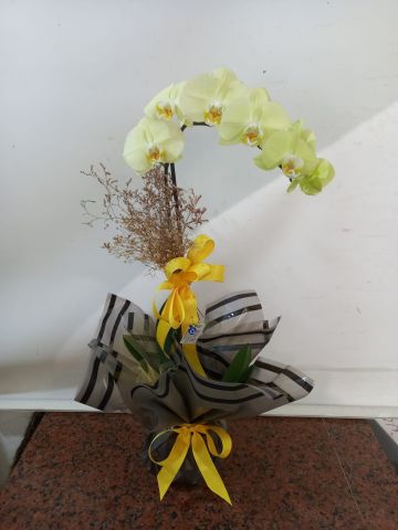 tek dal sarı orkide