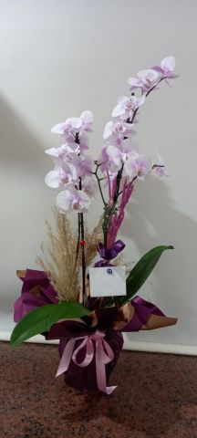 lila orkide