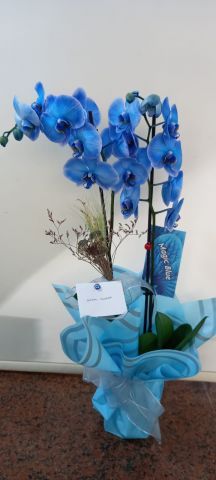 çift dal mavi orkide