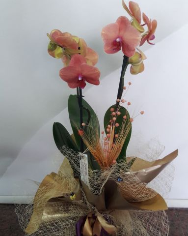 2 dallı orkide