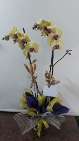 çift dal sarı orkide