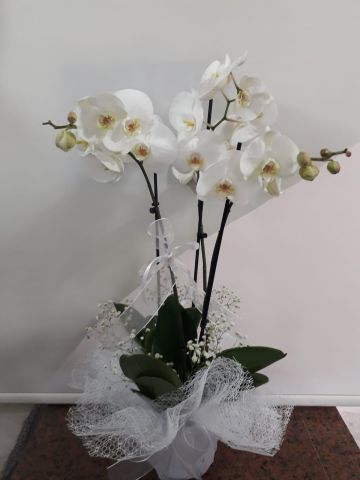 3 dallı beyaz orkide