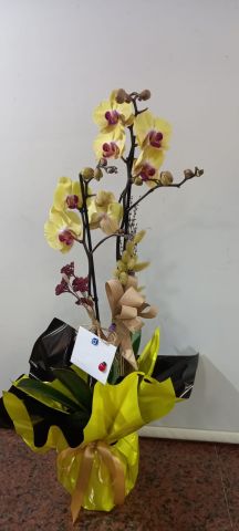 çift dal sarı orkide