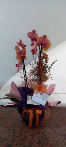pastel renk orkide