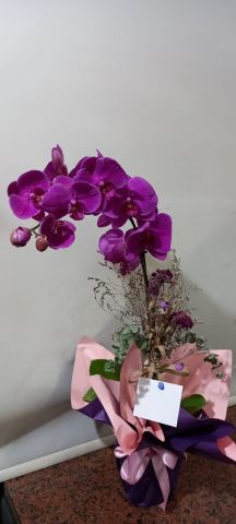 tek dal mor orkide