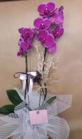 2 dallı mor orkide